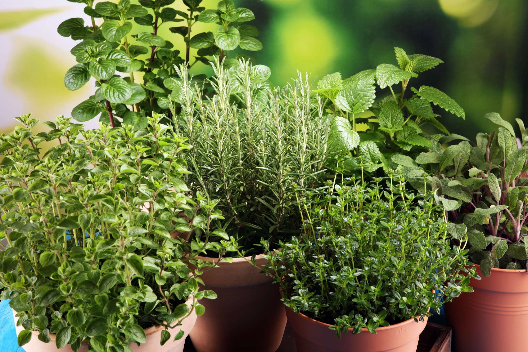Container Edible Garden Groove